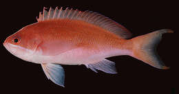 Imagem de Pseudanthias taeniatus (Klunzinger 1884)