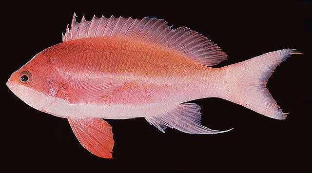 Image of Pseudanthias taeniatus (Klunzinger 1884)