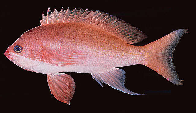 Imagem de Pseudanthias taeniatus (Klunzinger 1884)