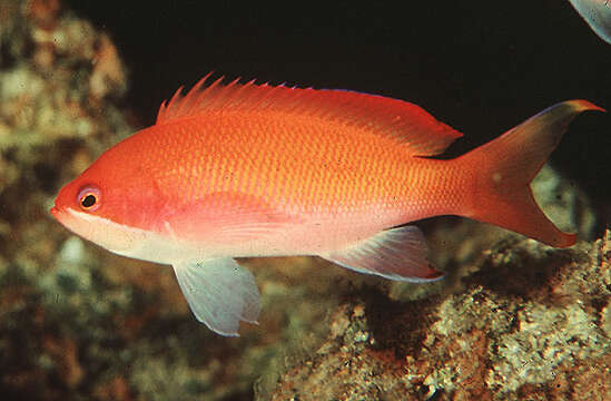 Image of Pseudanthias taeniatus (Klunzinger 1884)