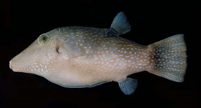 Image of Pufferfish