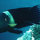 Image of Broomtail wrasse