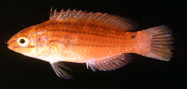 Image of Longfin fairy wrasse