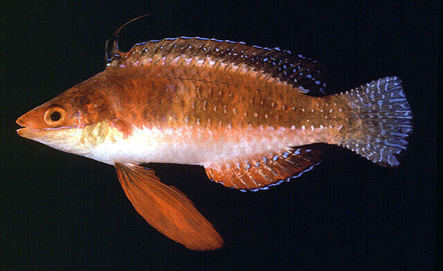 Image of Longfin fairy wrasse