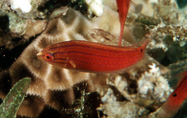 Image of Longfin fairy wrasse