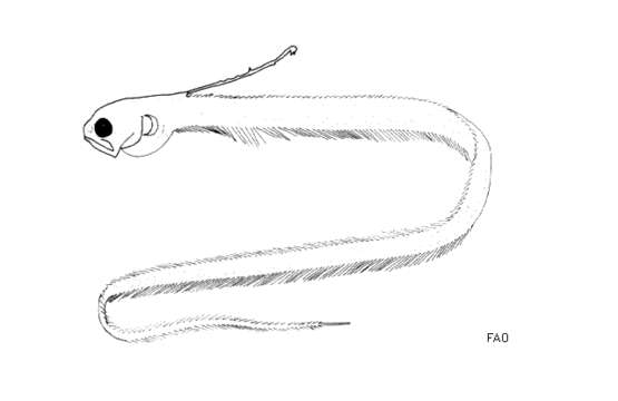 Onuxodon fowleri (Smith 1955) resmi