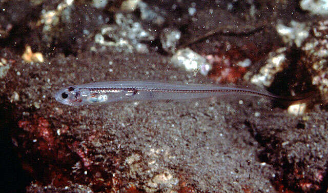 Image of Bivalve pearlfish