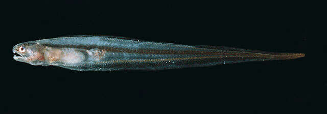 Image of Bivalve pearlfish