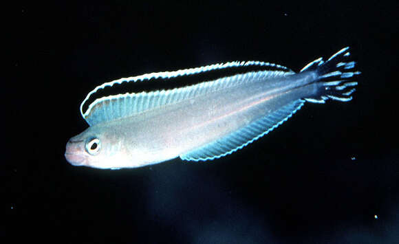 Image of Imposter Fangblenny