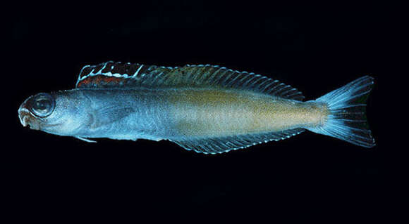 Image of Townsend&#39;s fangblenny