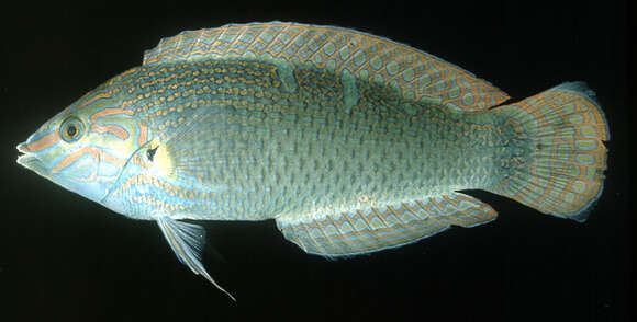 Image of Saowisata wrasse