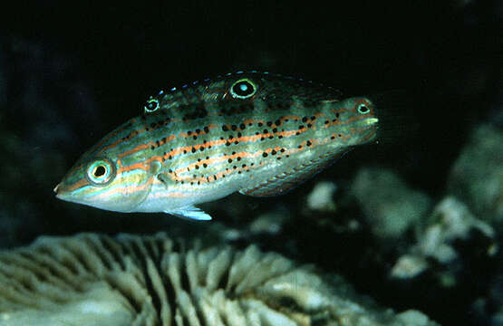 Image of Saowisata wrasse