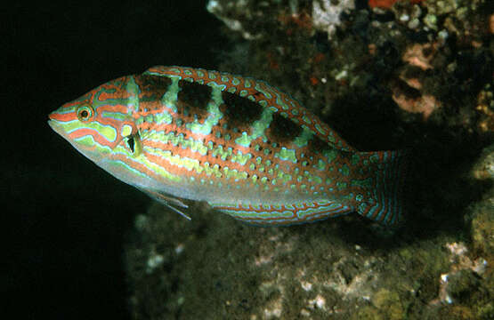 Image of Saowisata wrasse