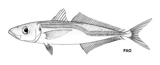 Image of Blue Jack Mackerel