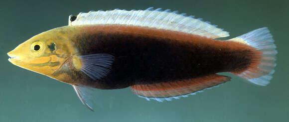 Image of Rainbow wrasse