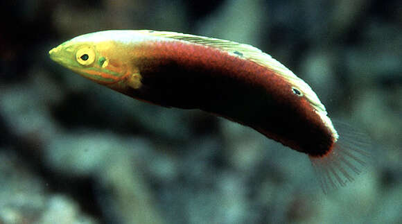 Image of Rainbow wrasse