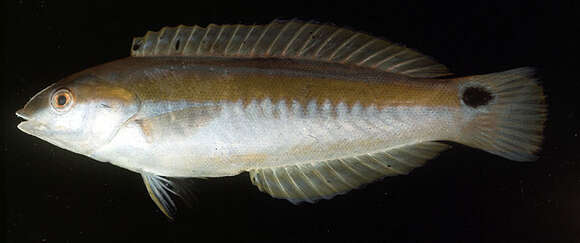 Image of Eastern king wrasse