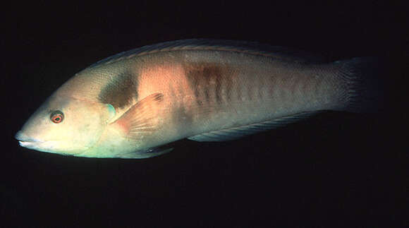 Image of Eastern king wrasse