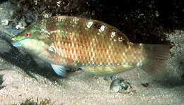 Image of Luculentus Wrasse