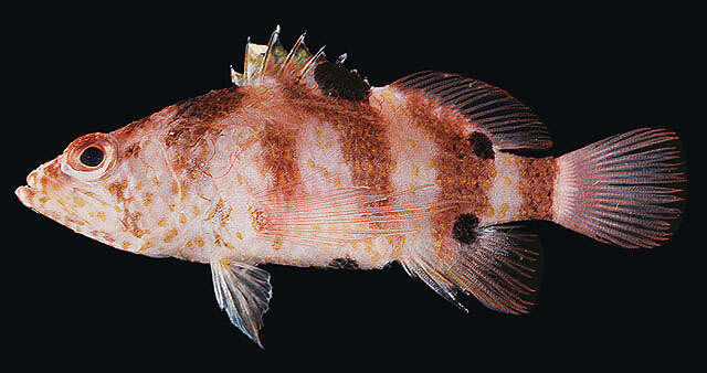 Image of Barred perchlet