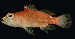 Image of Redblotch basslet