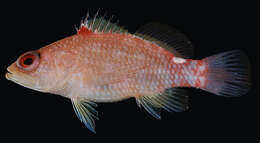 Image of Redblotch basslet