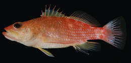 Image of Redblotch basslet