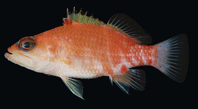 Image of Redblotch basslet