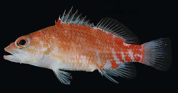 Image of Redblotch basslet