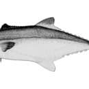 Image of Papuan Spanish mackerel