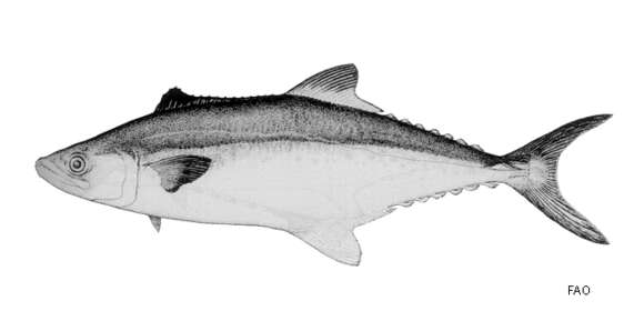 Image of Papuan Spanish mackerel