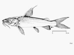 Image of Catfish