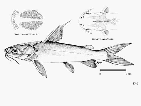 Image of Catfish