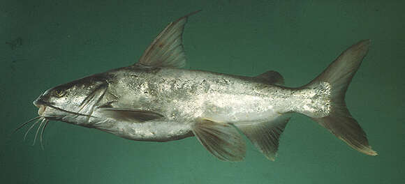 Image of Catfish