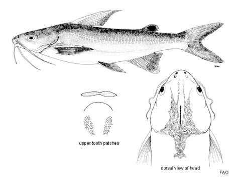 Image of Catfish