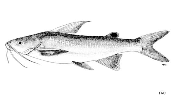 Image of Catfish