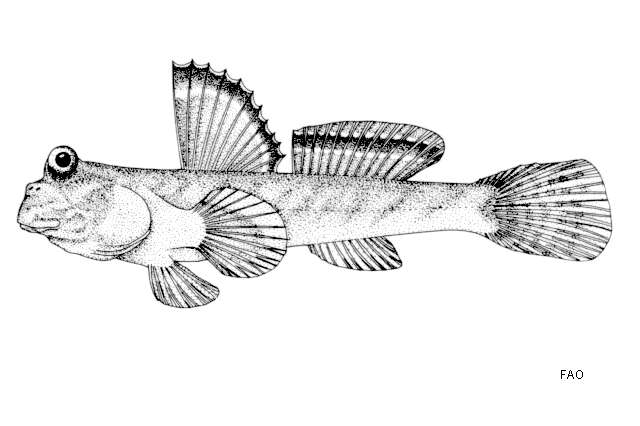 صورة Periophthalmus barbarus (Linnaeus 1766)