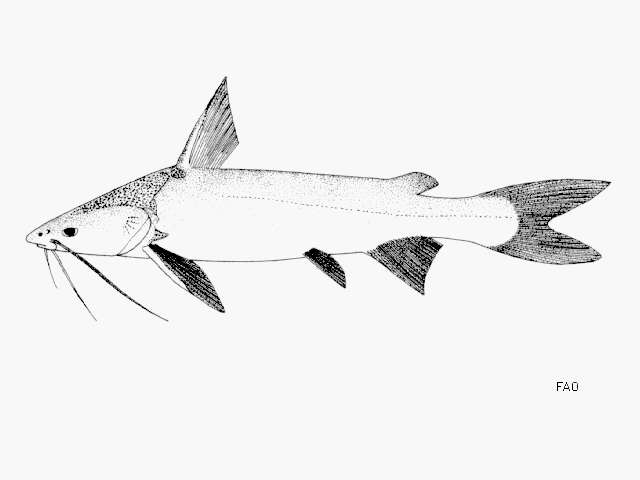 Image of Hexanematichthys