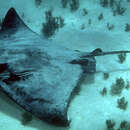 Image of Australian Eagle Ray