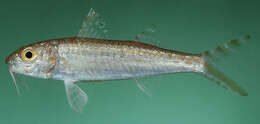 Image of Francis&#39; goatfish