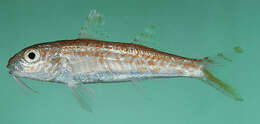 Image of Francis&#39; goatfish