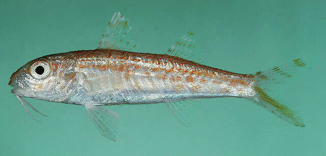 Image of Francis&#39; goatfish