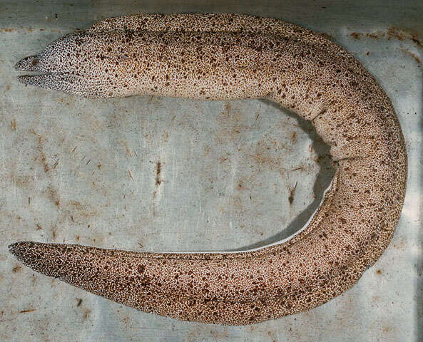 Image of Lord Howe Island moray