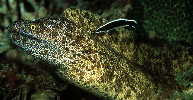 Image of Lord Howe Island moray