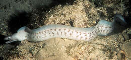 Image of Grey moray