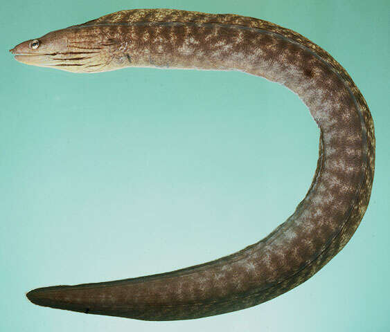 Image of Grey moray