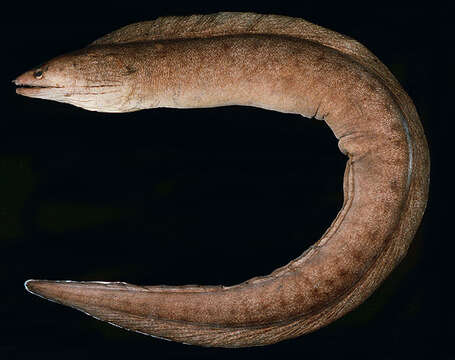 Image of Grey moray