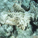 Image of De Beaufort's flathead