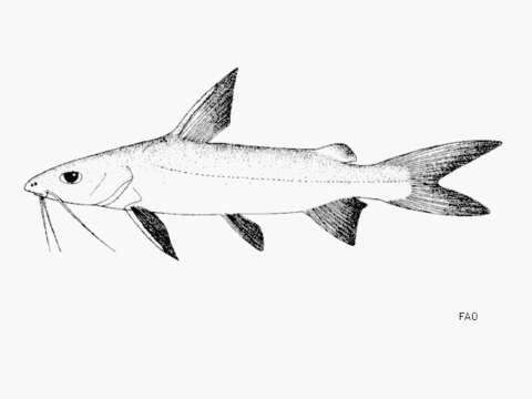 Image of Catfish