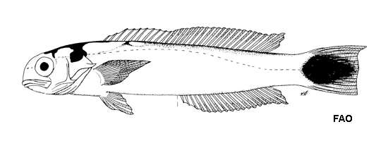 Image de Hoplolatilus fourmanoiri Smith 1964